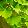 Ginkgo biloba extract - Steplex Composition